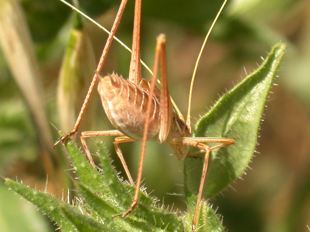 Tylopsis liliifolia